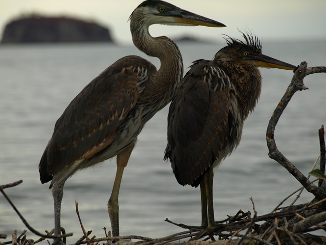 ../../Pictures/050210/065 Straited Heron.JPG